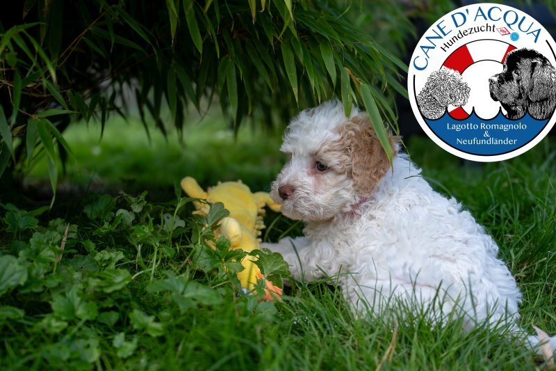 2025-09-06-m-welpen-6-wo-rosa-dsc-0138-wwwlagotto-thueringende