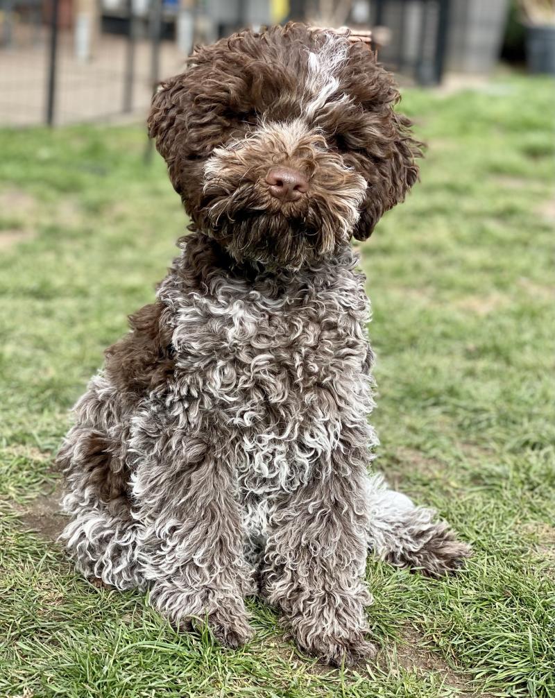 Lagotto Romagnolo (italienische Trüffelhunde) Zucht HIGH EMOTION in