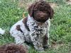 Lagotto Romagnolo Welpe Hündin abzugeben